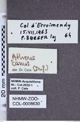 Etiketten zu Athous canus (NHMW-ZOO-COL-0008630)